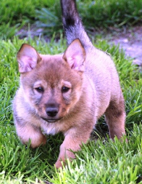 Elevage du serment des brumes eleveur de chiens Vallhund suédois