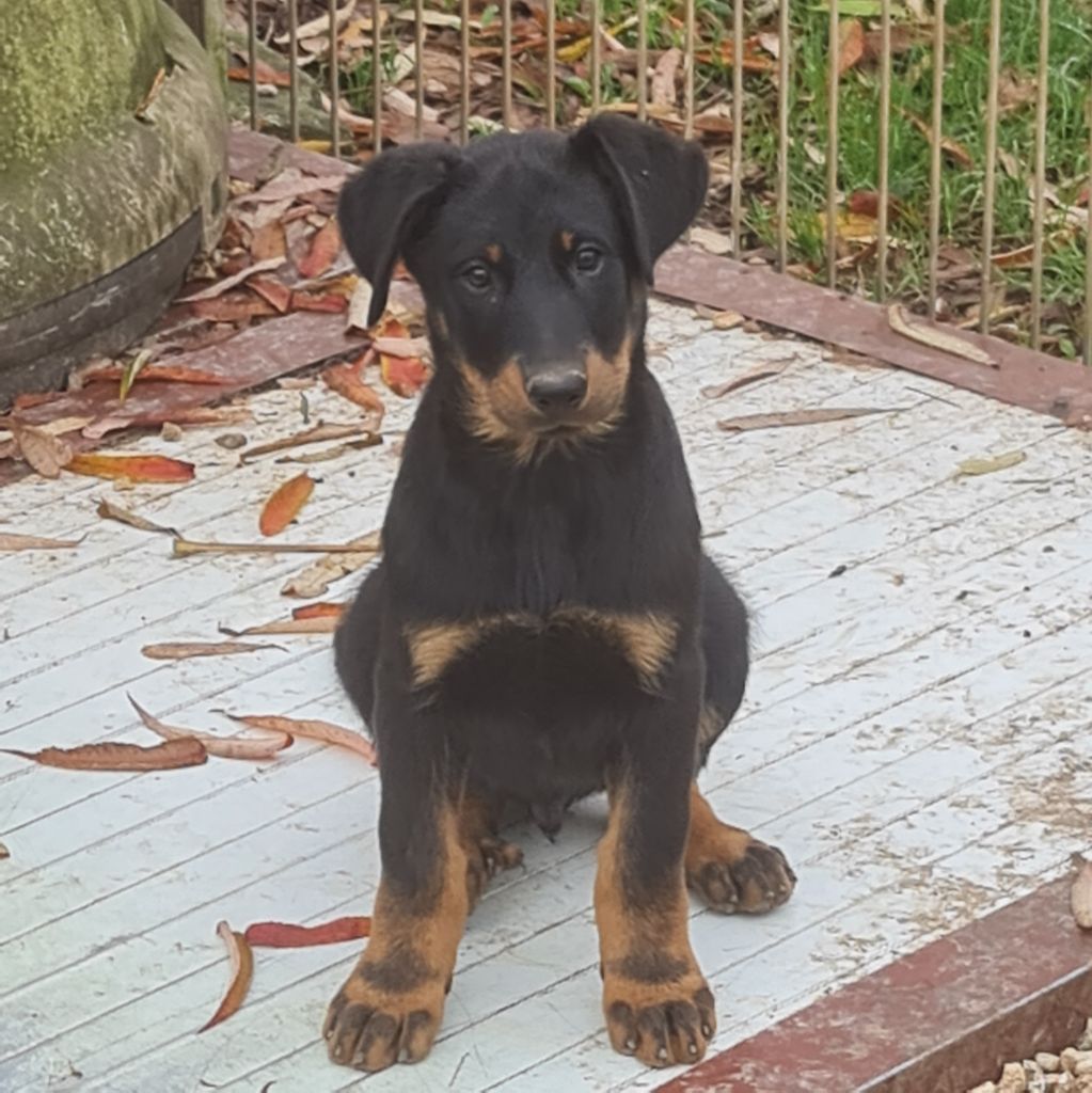 du serment des brumes - Chiot disponible  - Berger de Beauce