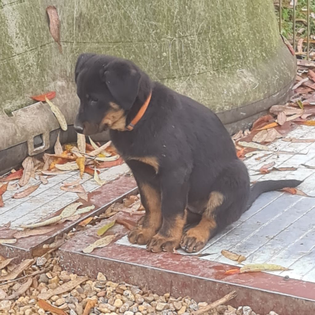 du serment des brumes - Chiot disponible  - Berger de Beauce