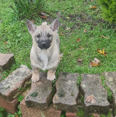 Vallhund