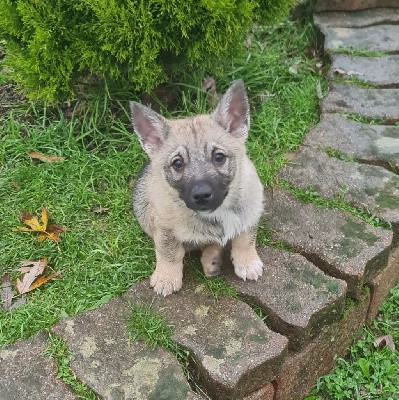 Vallhund