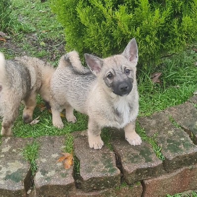 Vallhund