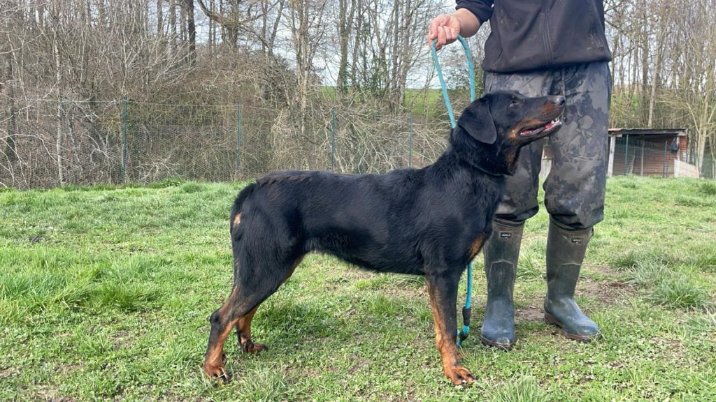 Tatanka du serment des brumes
