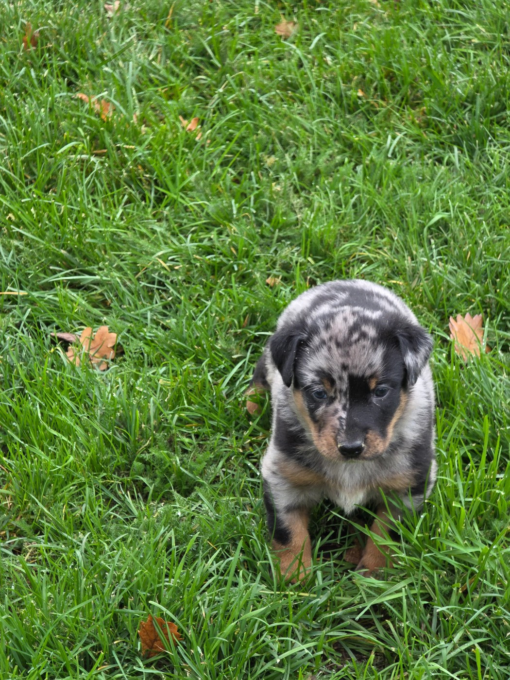du serment des brumes - Chiots disponibles - Berger de Beauce
