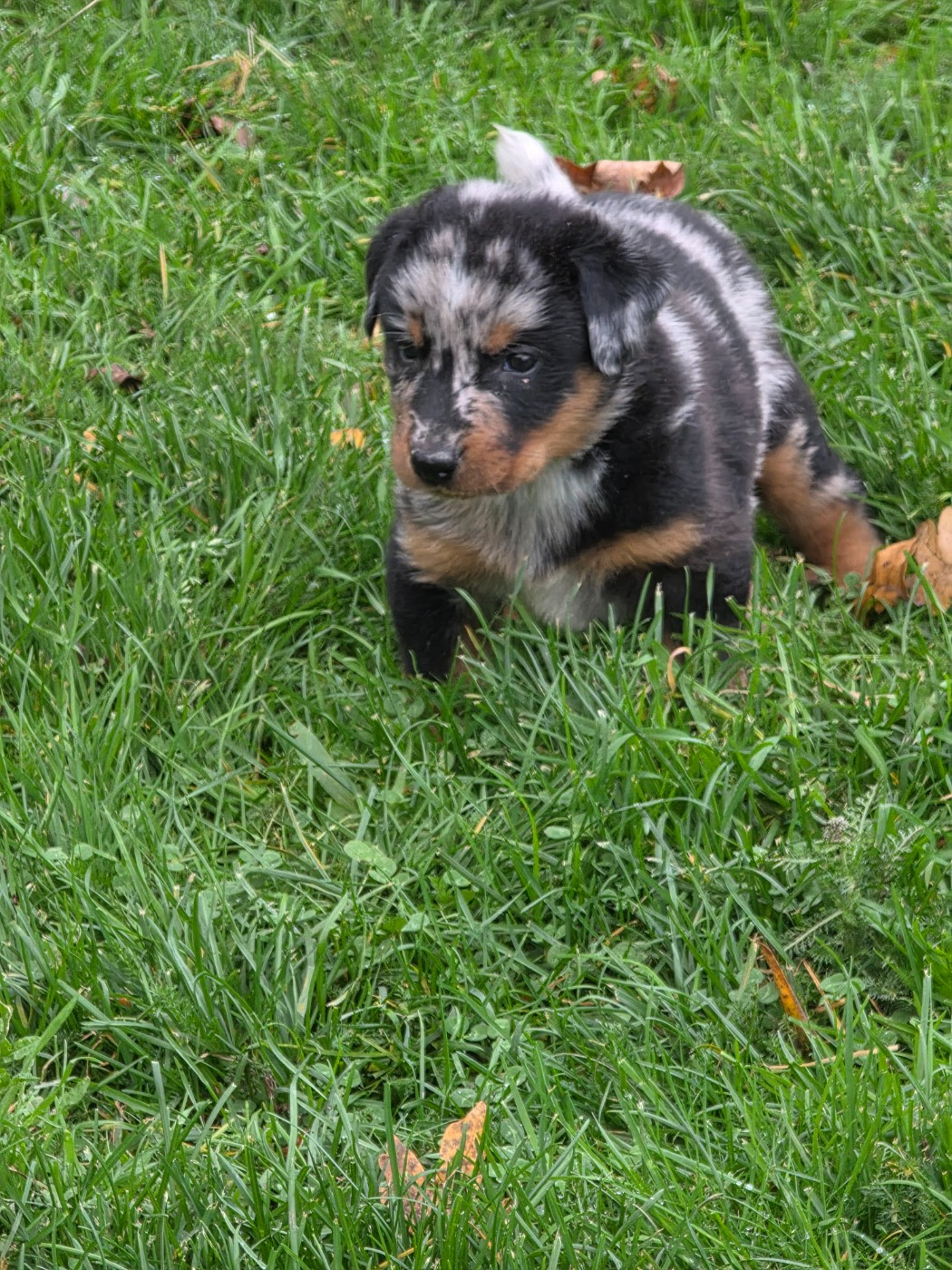 du serment des brumes - Chiots disponibles - Berger de Beauce
