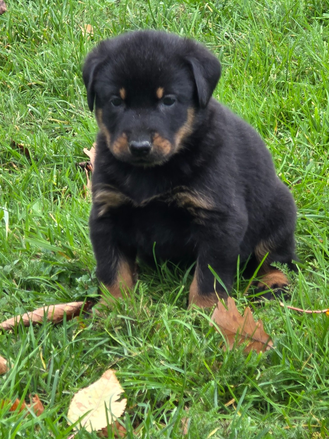 du serment des brumes - Chiots disponibles - Berger de Beauce
