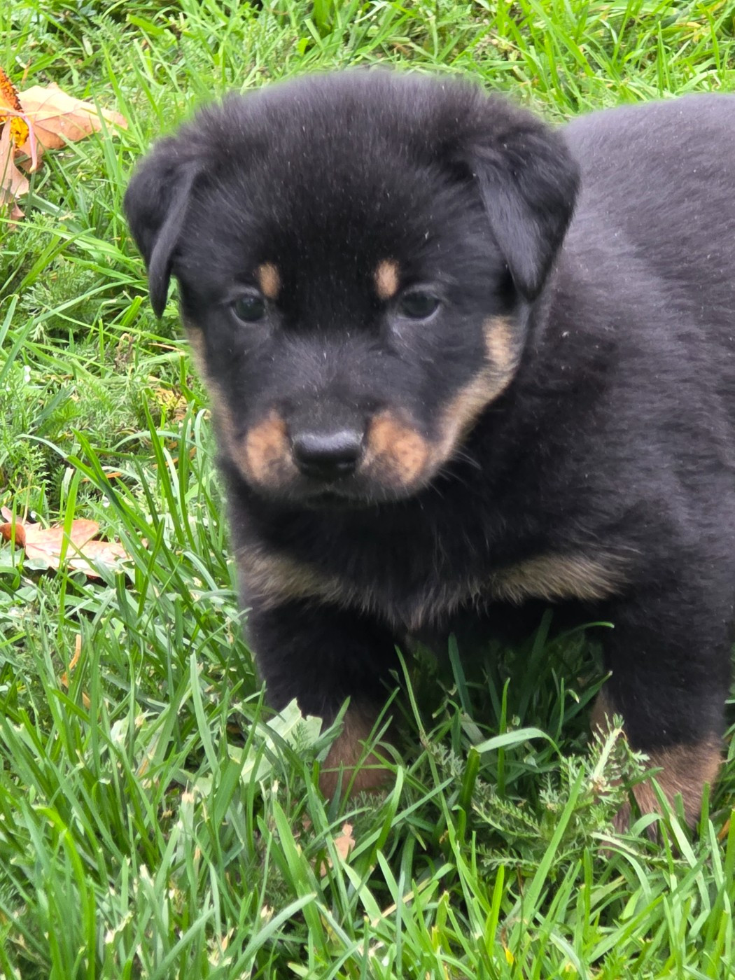 du serment des brumes - Chiots disponibles - Berger de Beauce