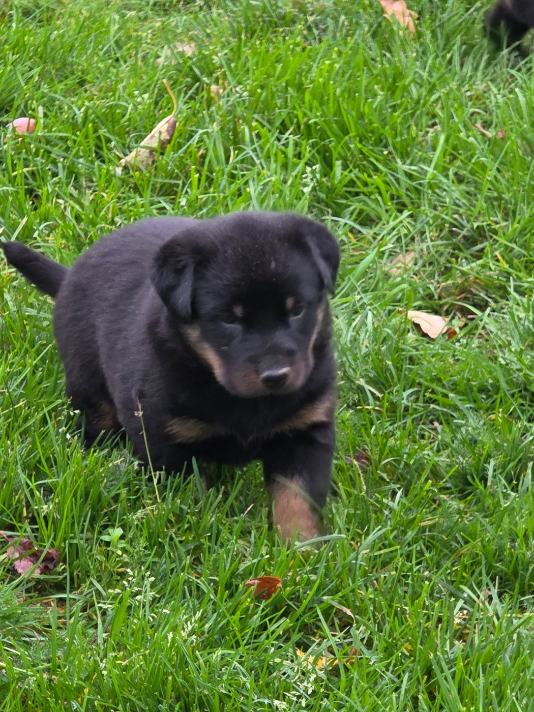 du serment des brumes - Chiots disponibles - Berger de Beauce