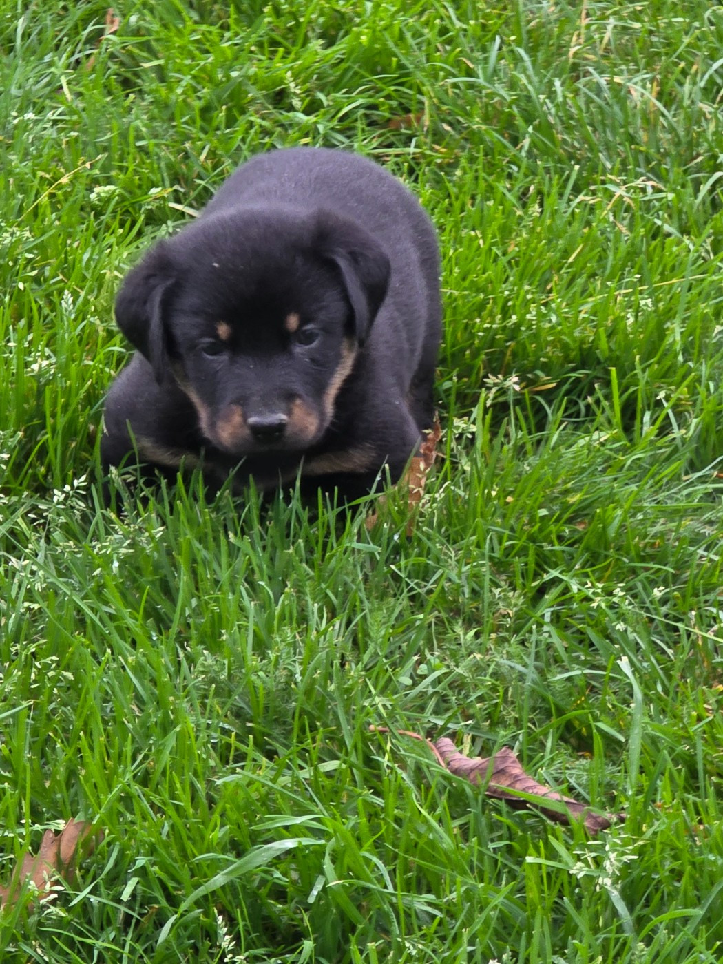 du serment des brumes - Chiots disponibles - Berger de Beauce