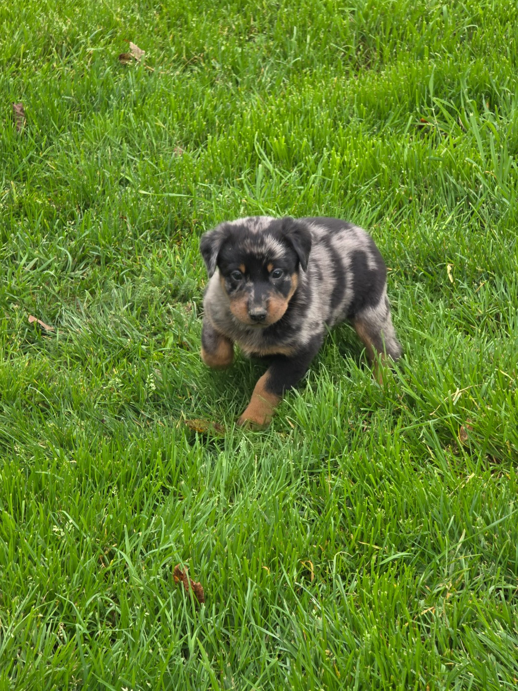 du serment des brumes - Chiots disponibles - Berger de Beauce