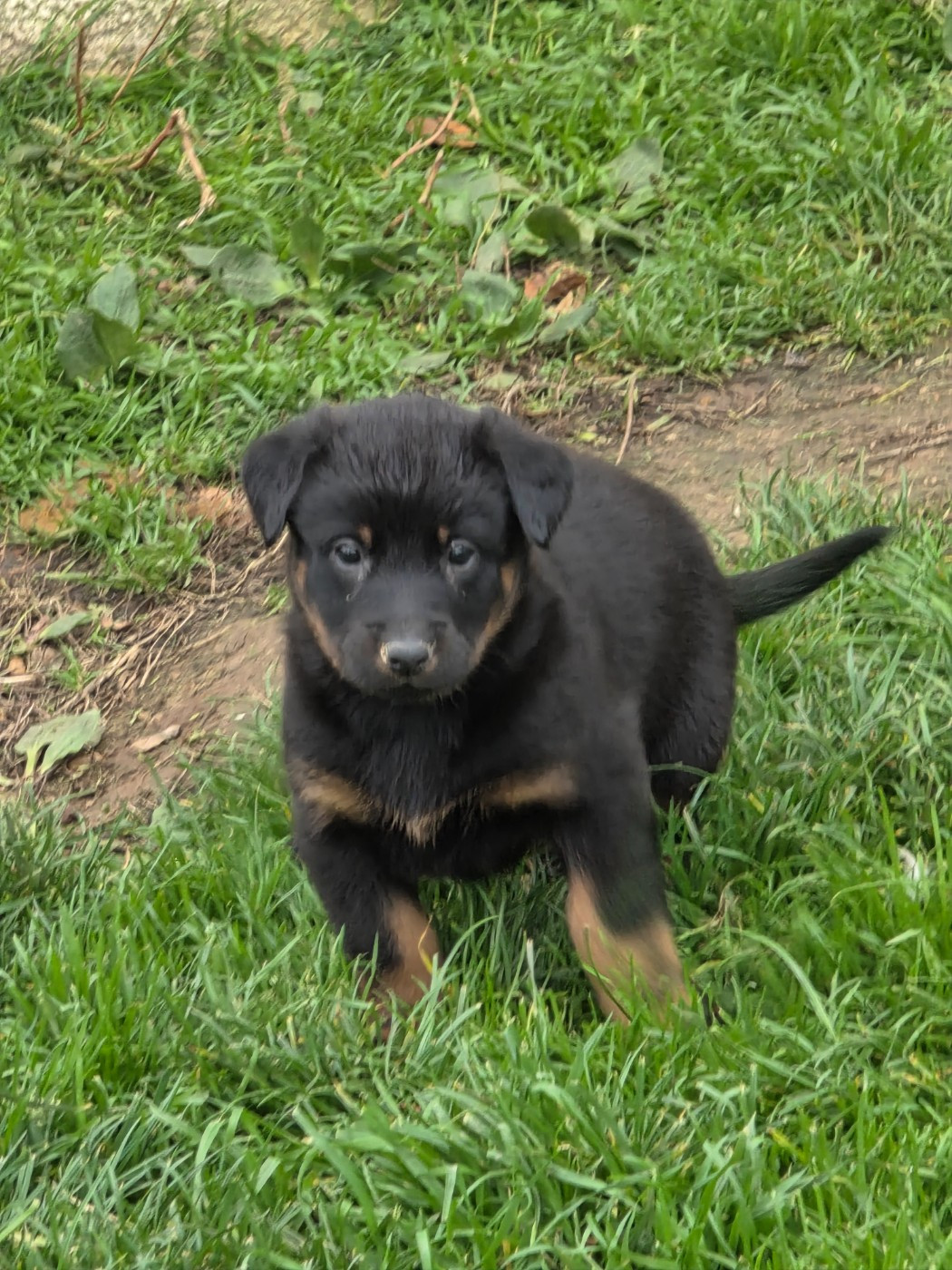 du serment des brumes - Chiots disponibles - Berger de Beauce