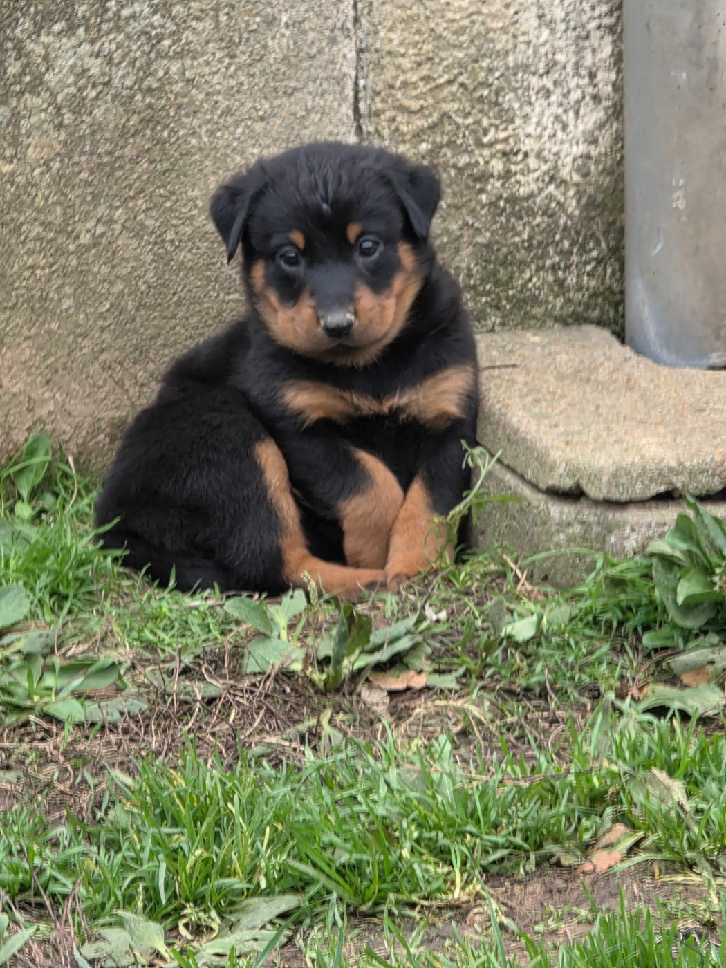 du serment des brumes - Chiots disponibles - Berger de Beauce