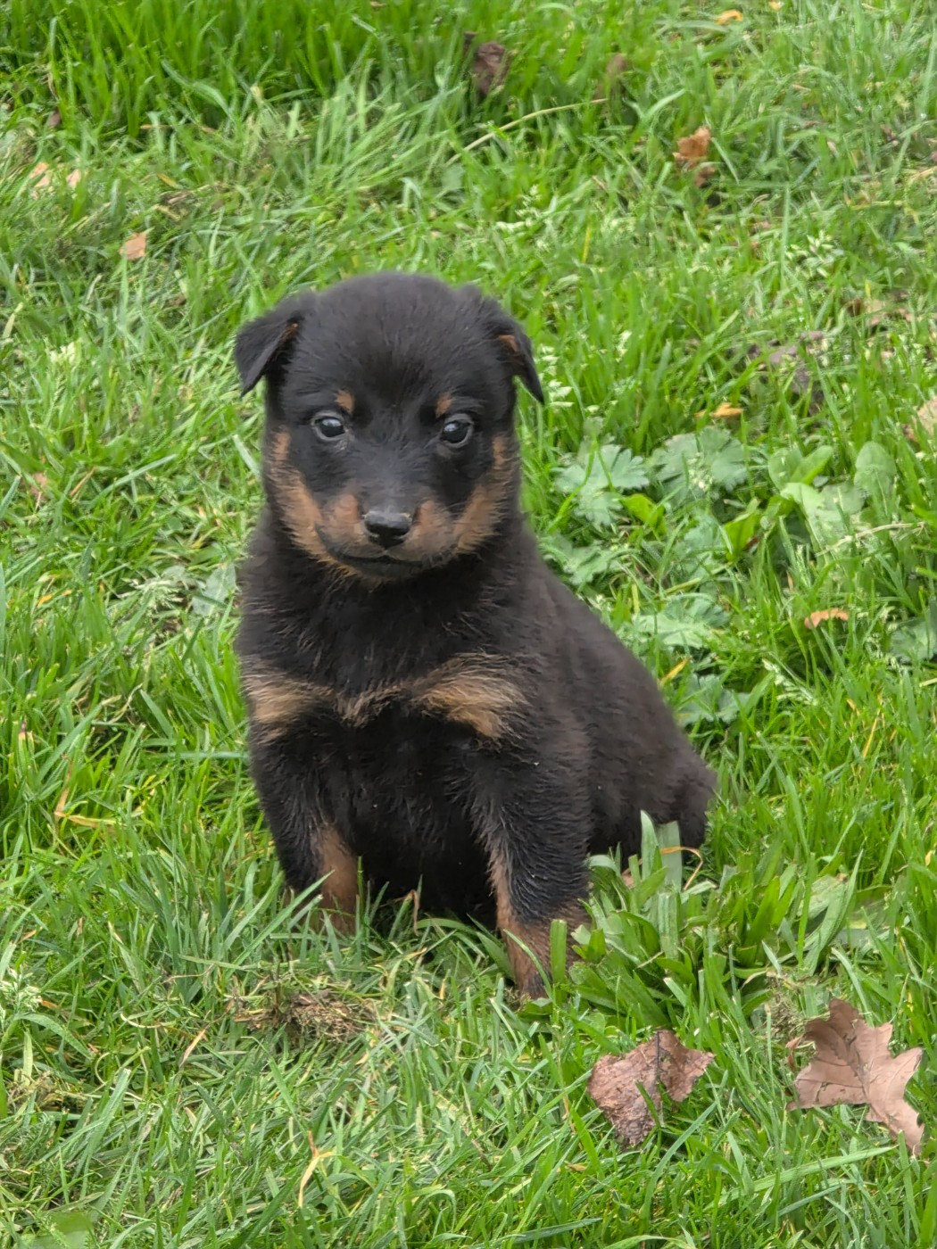 du serment des brumes - Chiots disponibles - Berger de Beauce