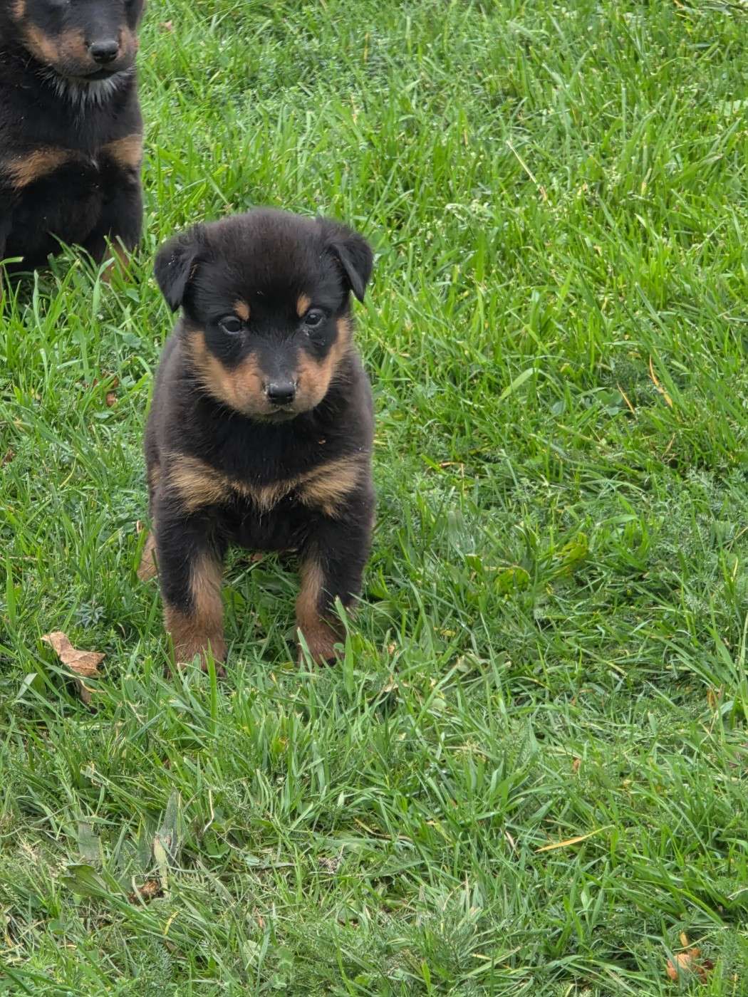 du serment des brumes - Chiots disponibles - Berger de Beauce