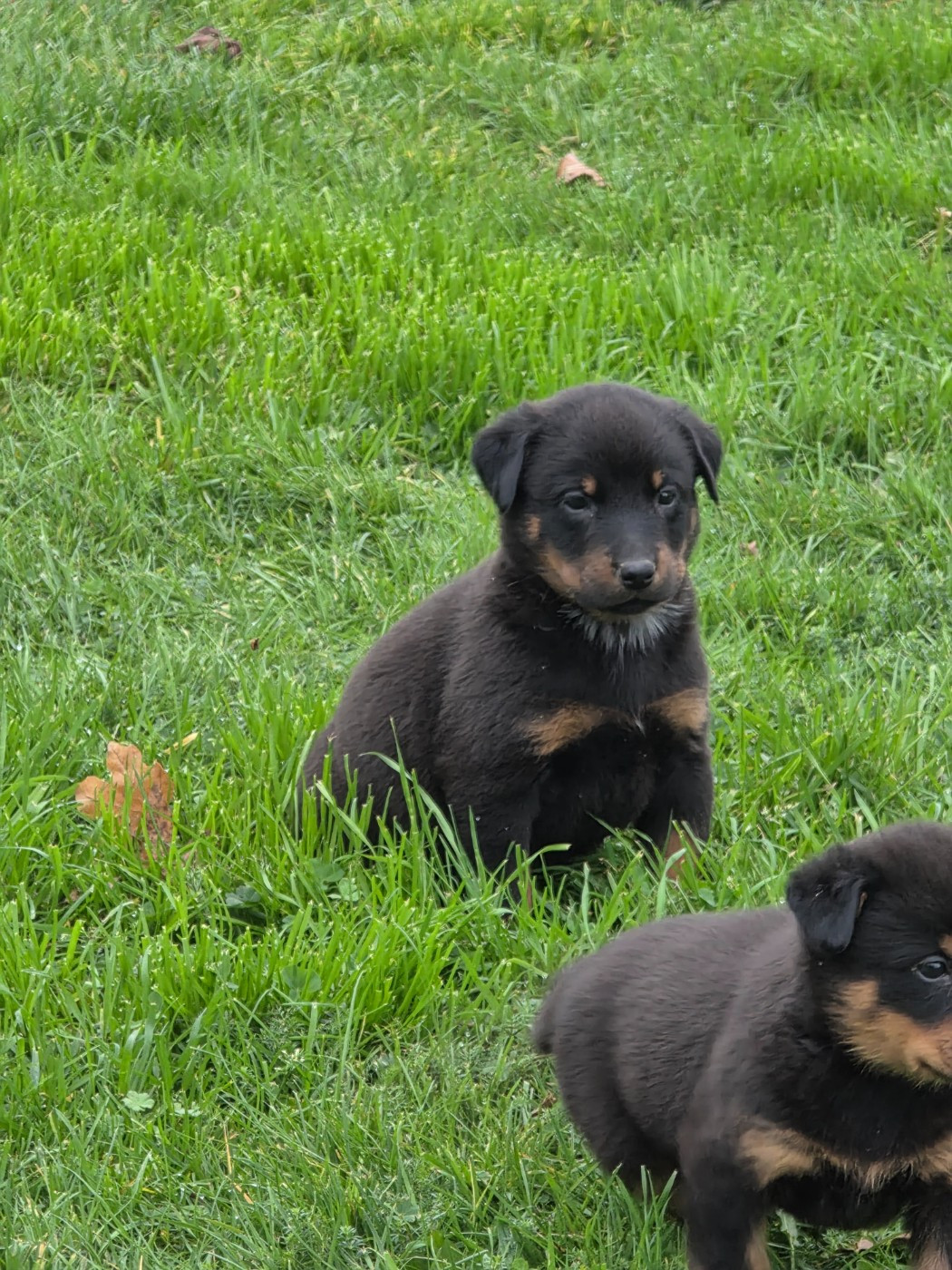 du serment des brumes - Chiots disponibles - Berger de Beauce