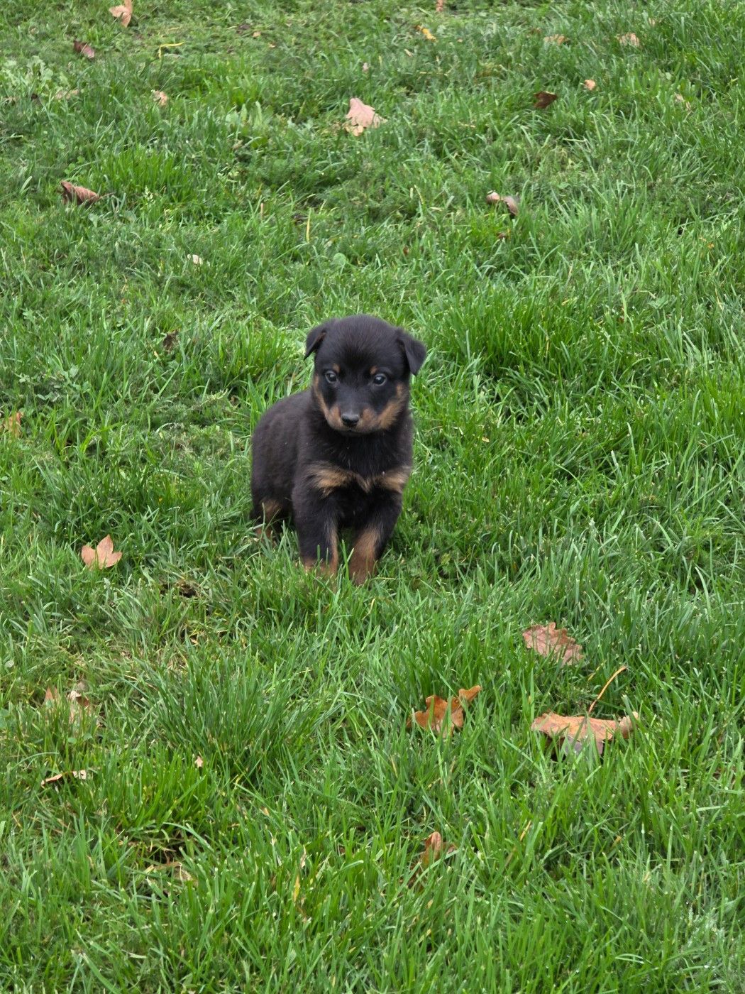 du serment des brumes - Chiots disponibles - Berger de Beauce