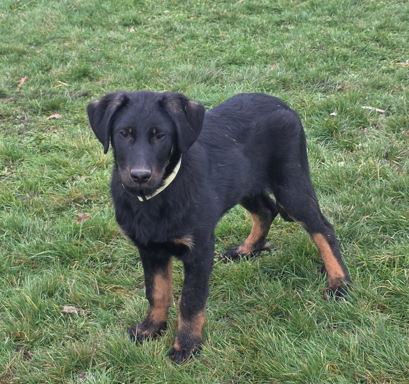 du serment des brumes - Chiots disponibles - Berger de Beauce