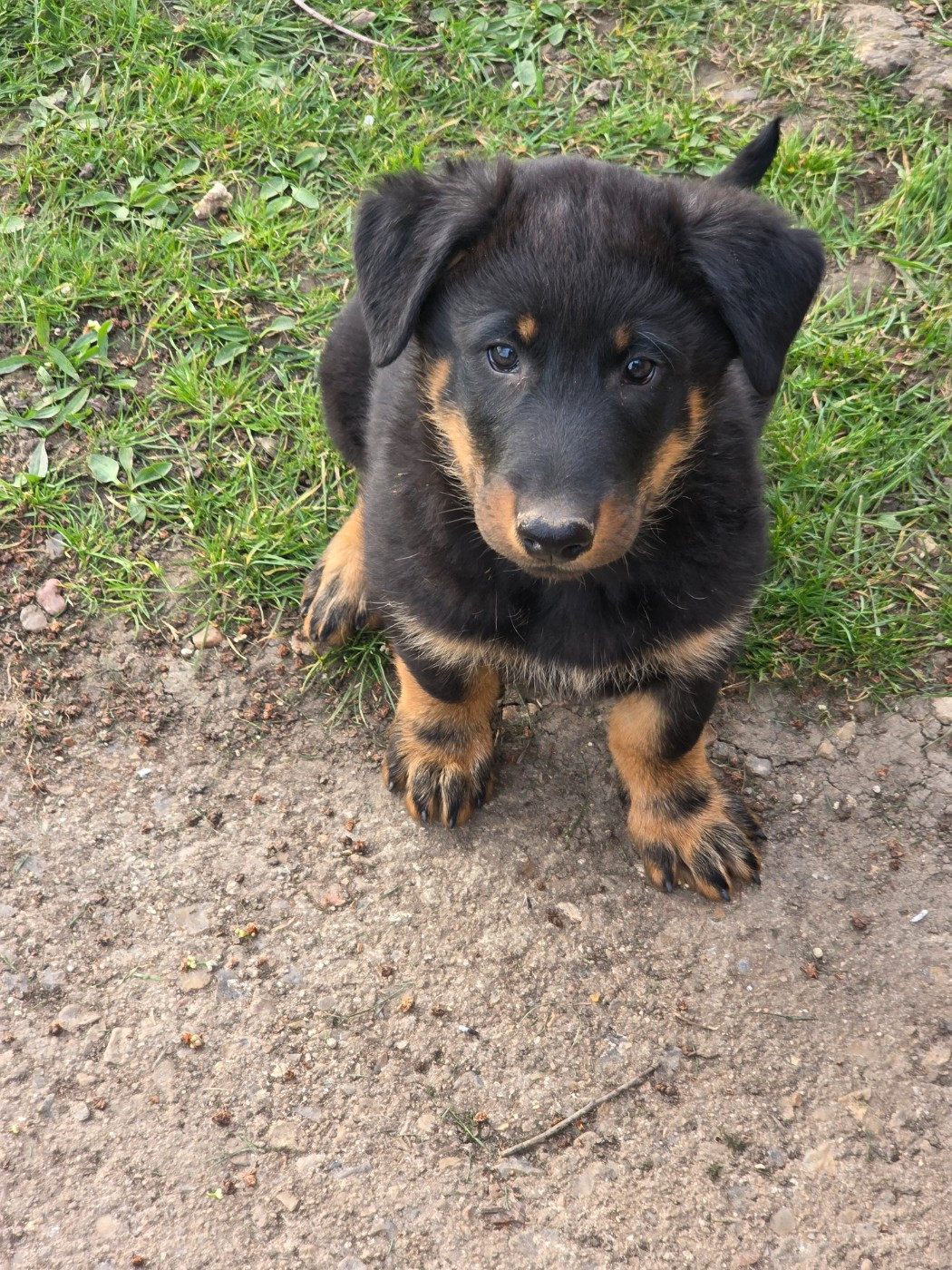 du serment des brumes - Chiots disponibles - Berger de Beauce