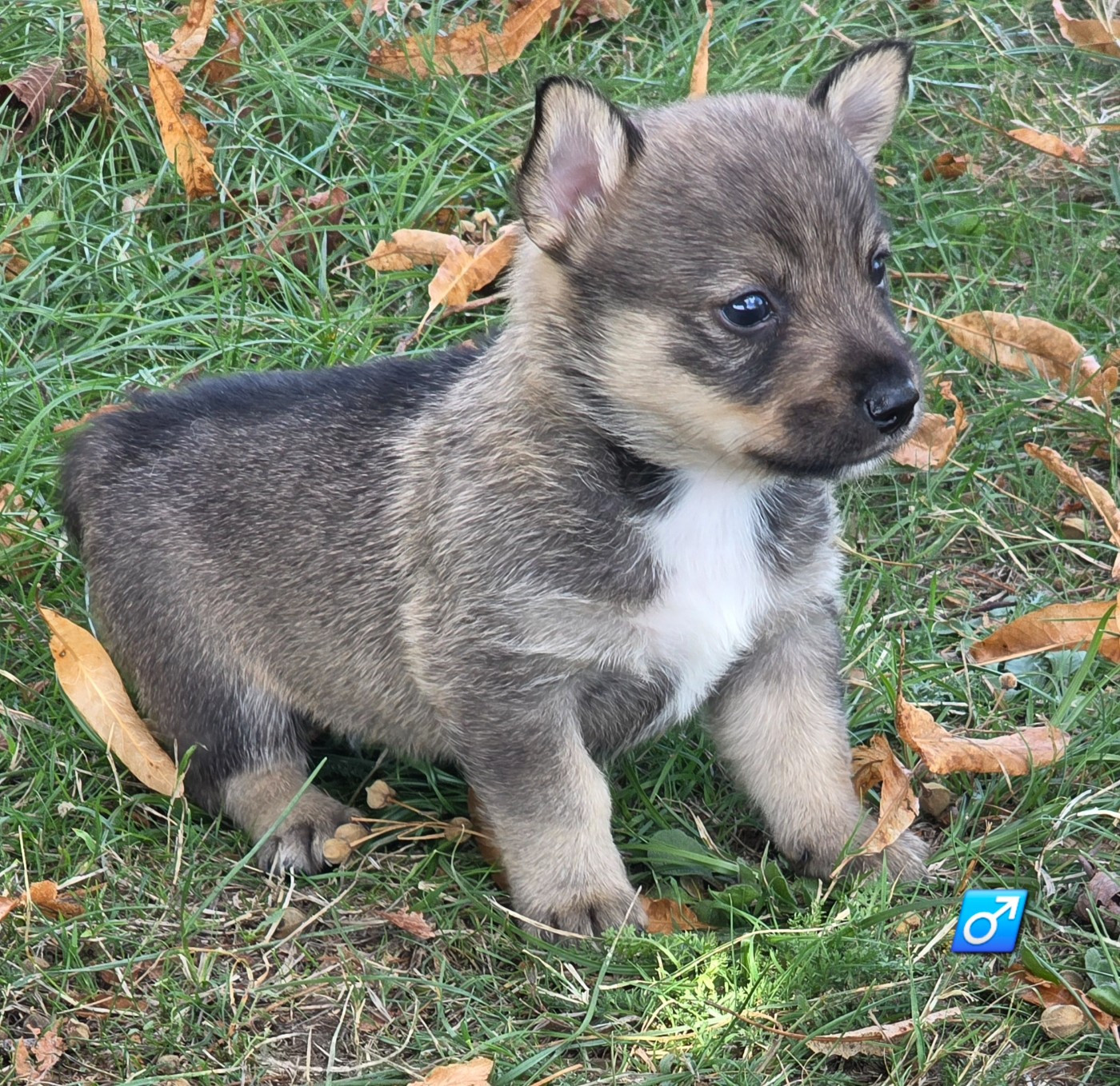 du serment des brumes - Chiots disponibles - Spitz des Visigoths