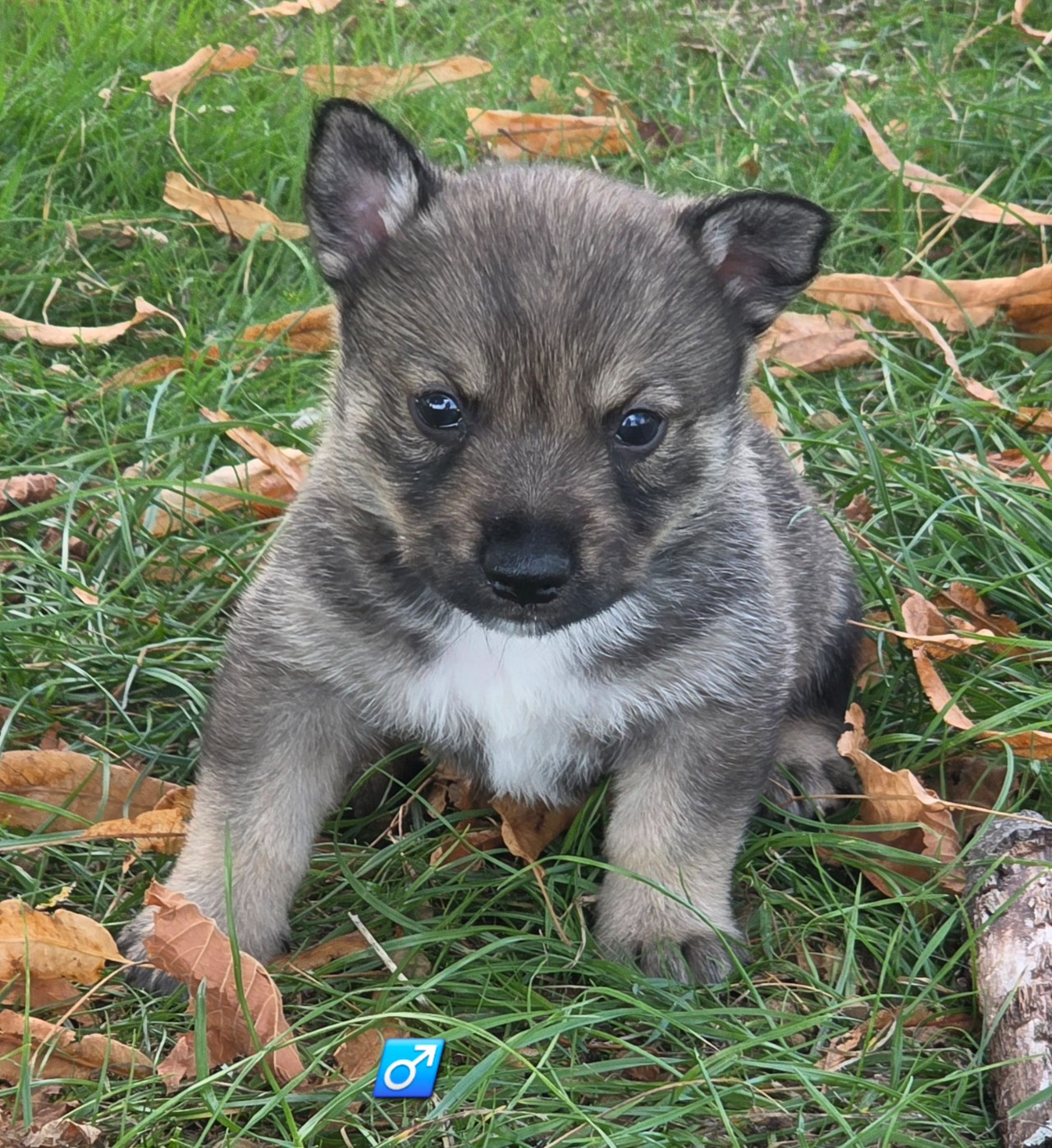 du serment des brumes - Chiots disponibles - Spitz des Visigoths