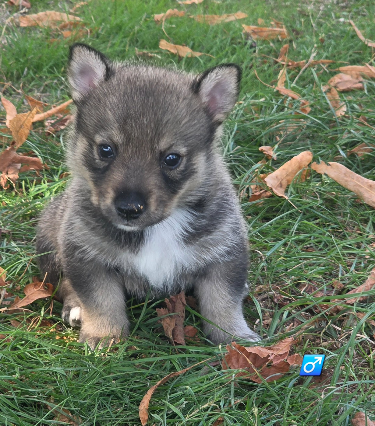 du serment des brumes - Chiots disponibles - Spitz des Visigoths