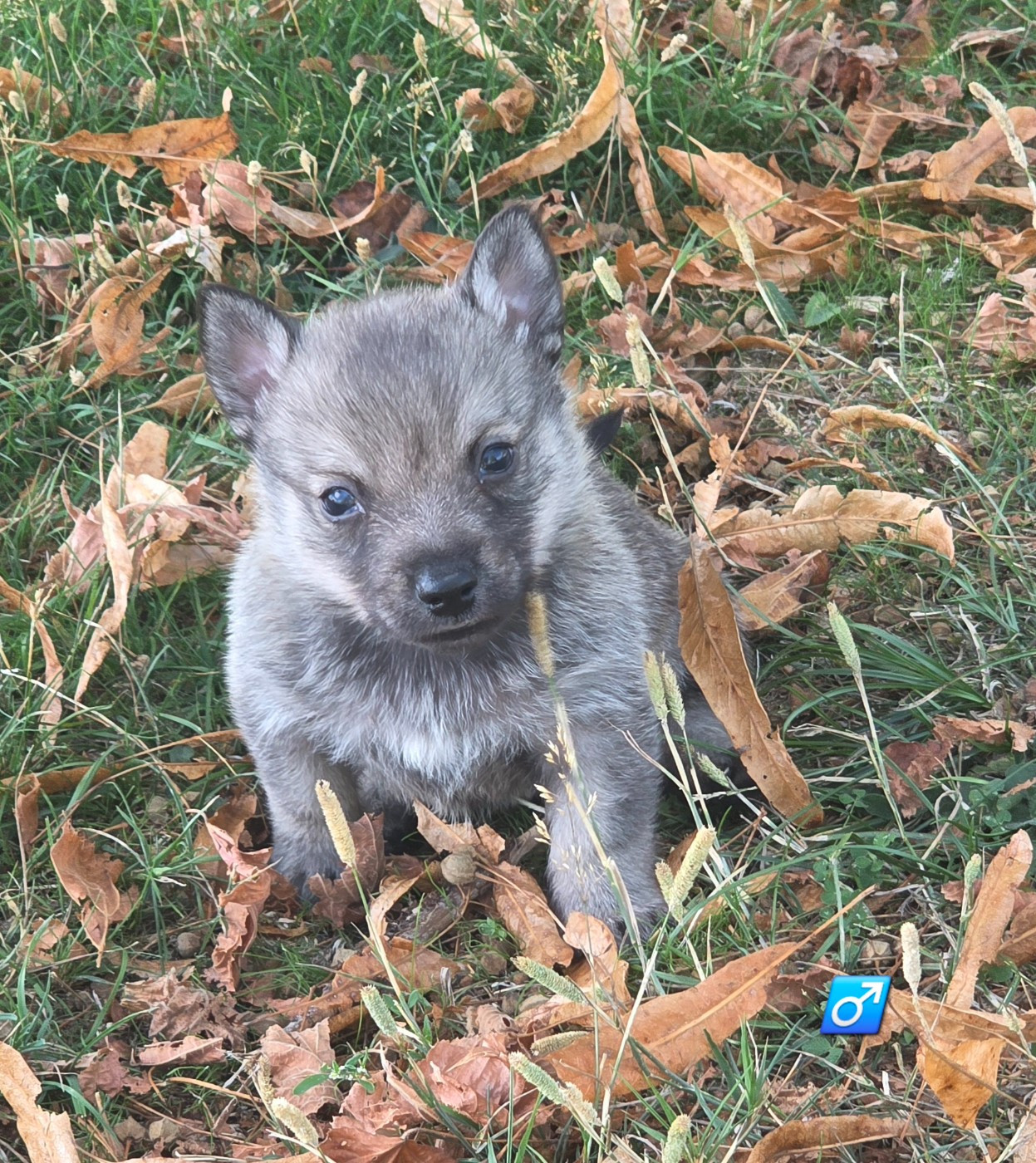 du serment des brumes - Chiots disponibles - Spitz des Visigoths