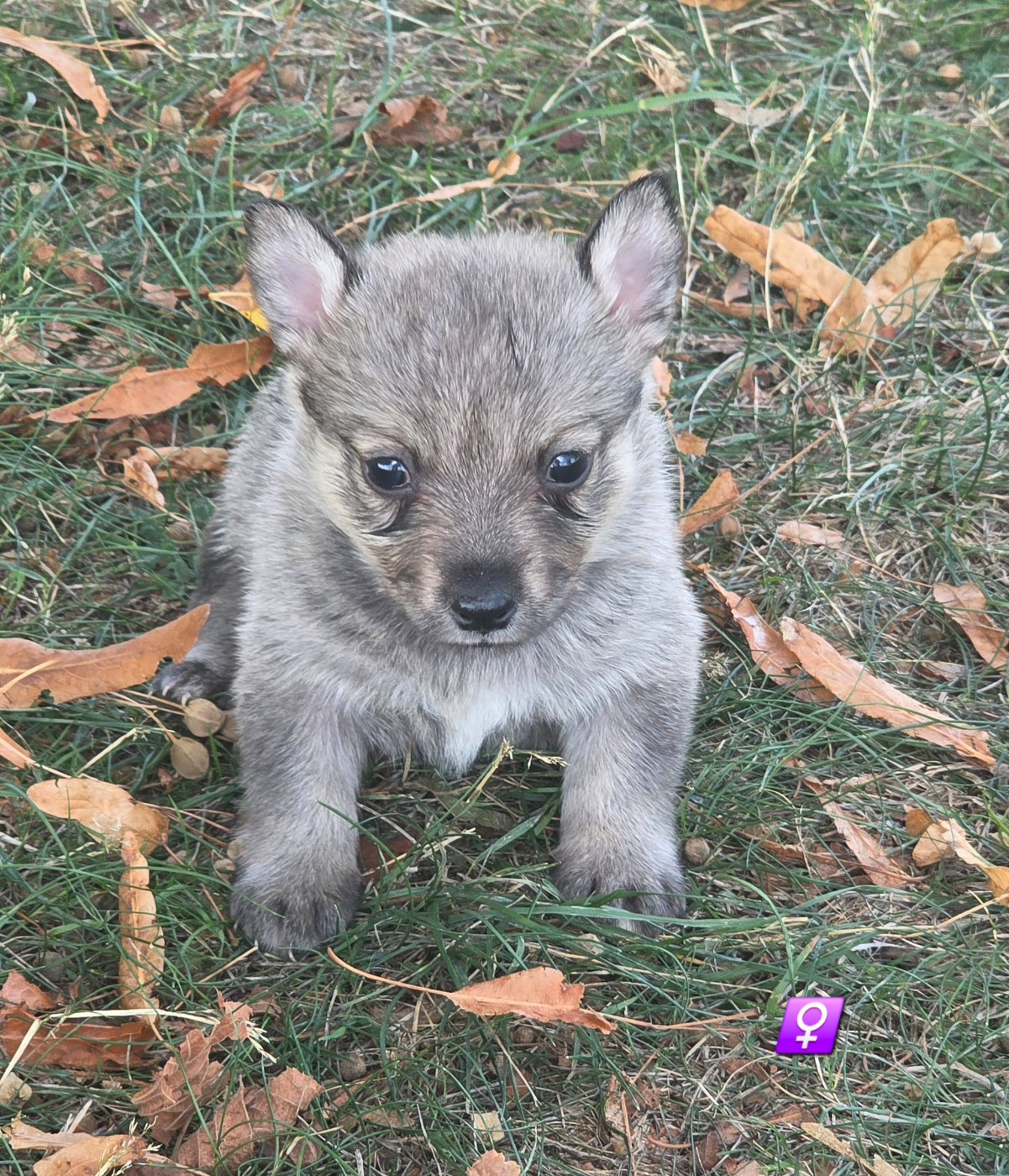 du serment des brumes - Chiots disponibles - Spitz des Visigoths