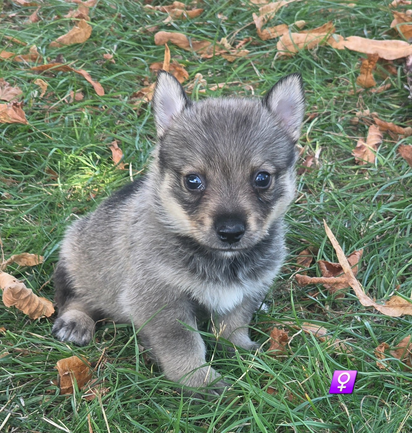 du serment des brumes - Chiots disponibles - Spitz des Visigoths