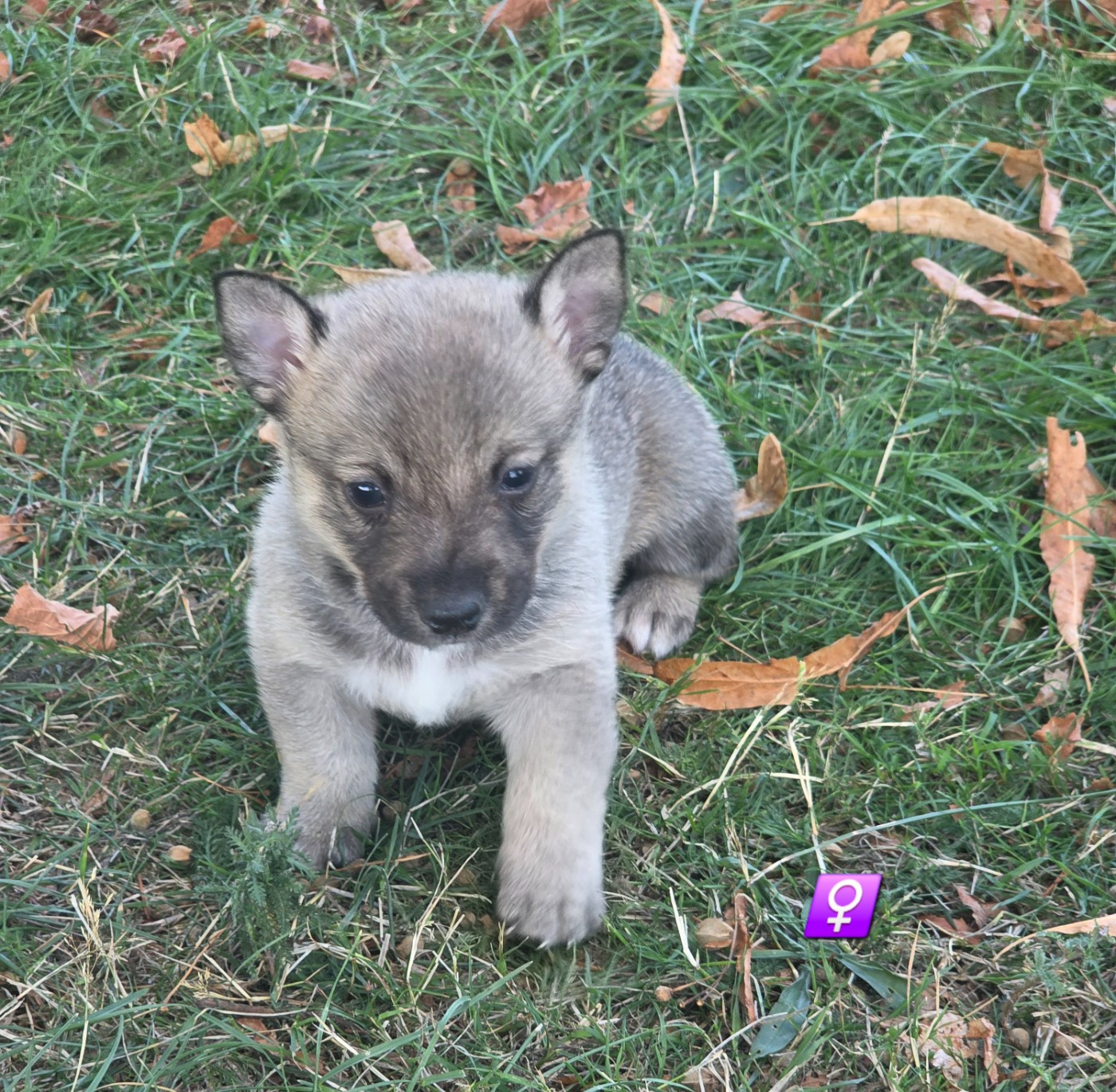 du serment des brumes - Chiots disponibles - Spitz des Visigoths