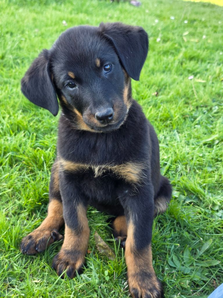 du serment des brumes - Chiots disponibles - Berger de Beauce