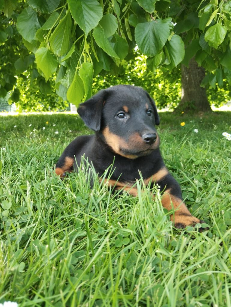 du serment des brumes - Chiots disponibles - Berger de Beauce