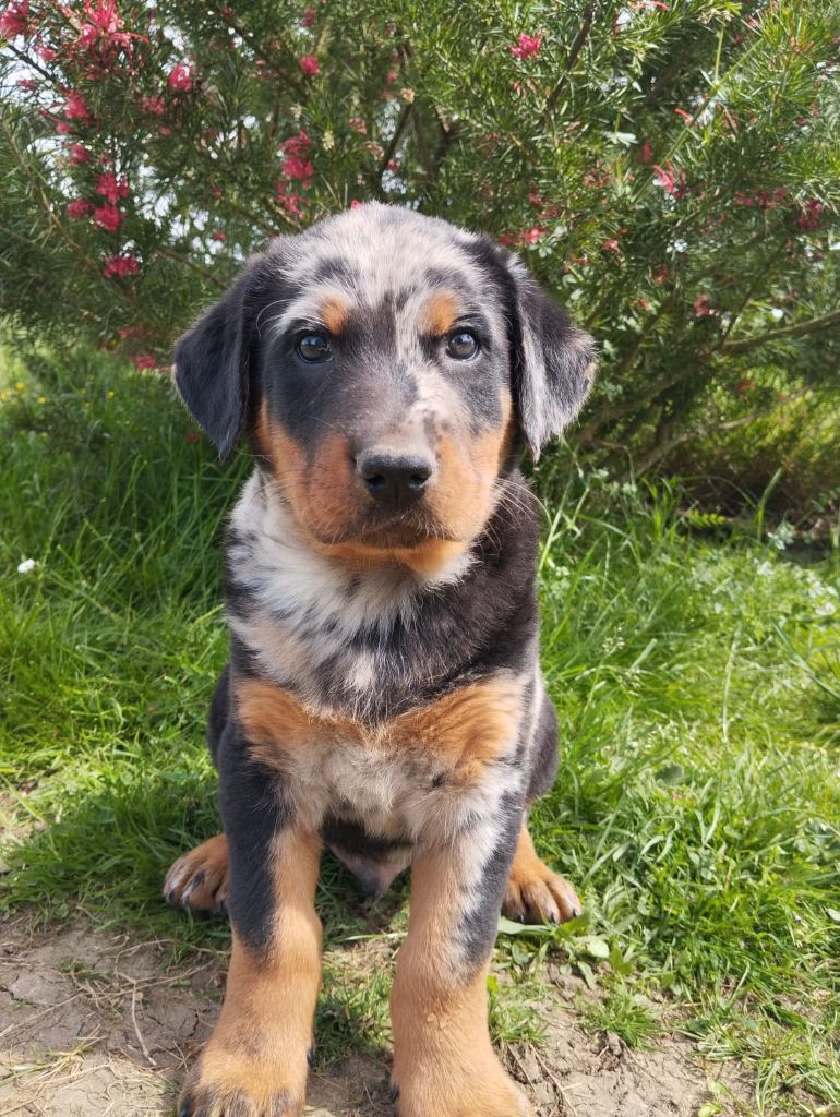 du serment des brumes - Chiots disponibles - Berger de Beauce