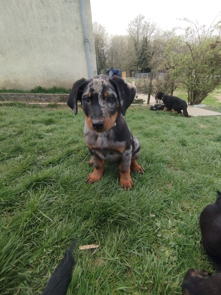 du serment des brumes - Chiots disponibles - Berger de Beauce