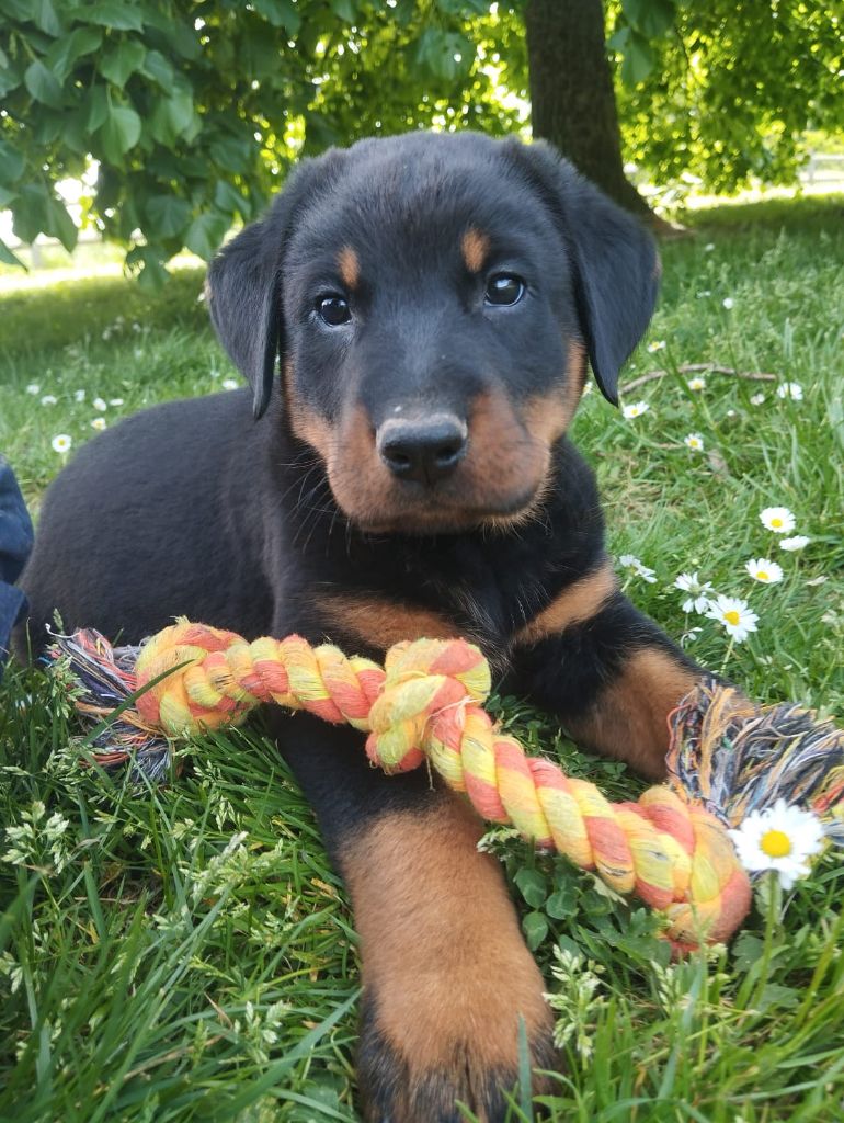 du serment des brumes - Chiots disponibles - Berger de Beauce