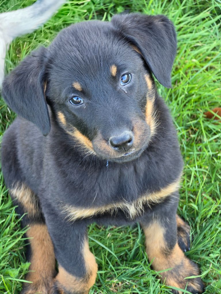 du serment des brumes - Chiots disponibles - Berger de Beauce