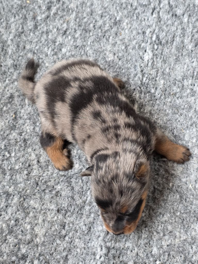 du serment des brumes - Chiots disponibles - Berger de Beauce
