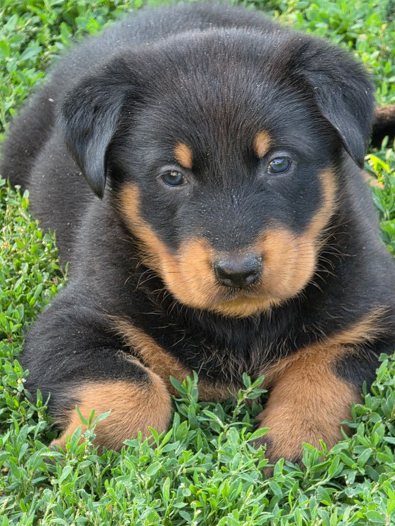 du serment des brumes - Chiots disponibles - Berger de Beauce