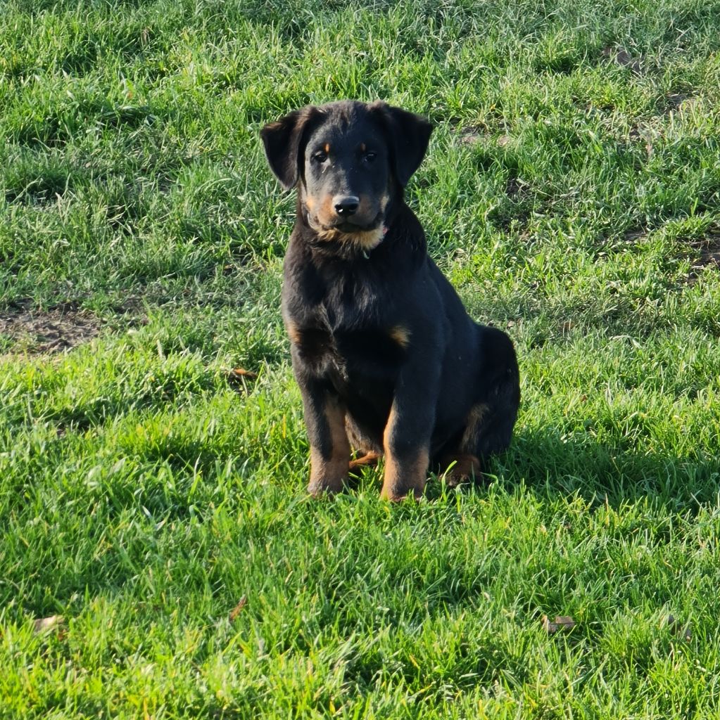 du serment des brumes - Chiots disponibles - Berger de Beauce