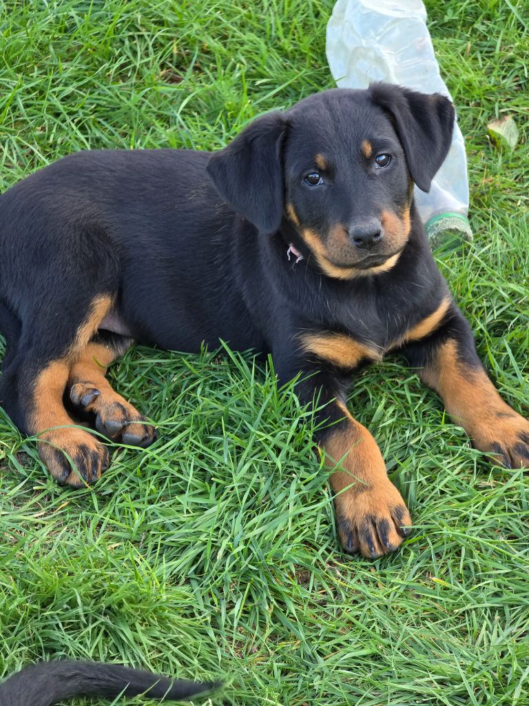 du serment des brumes - Chiots disponibles - Berger de Beauce