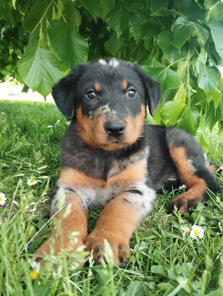 du serment des brumes - Chiots disponibles - Berger de Beauce