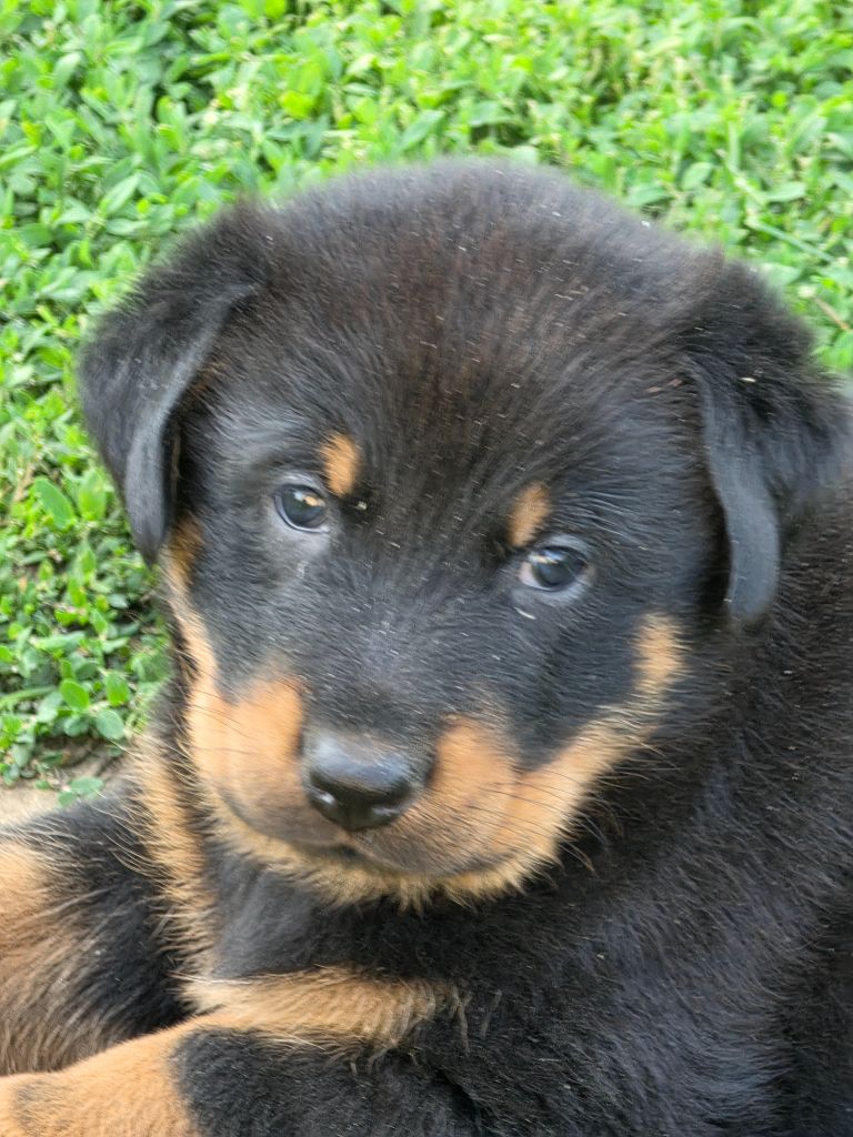 du serment des brumes - Chiots disponibles - Berger de Beauce